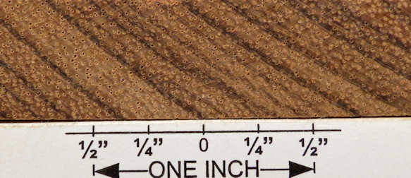 zebrawood 34 end grain closeup